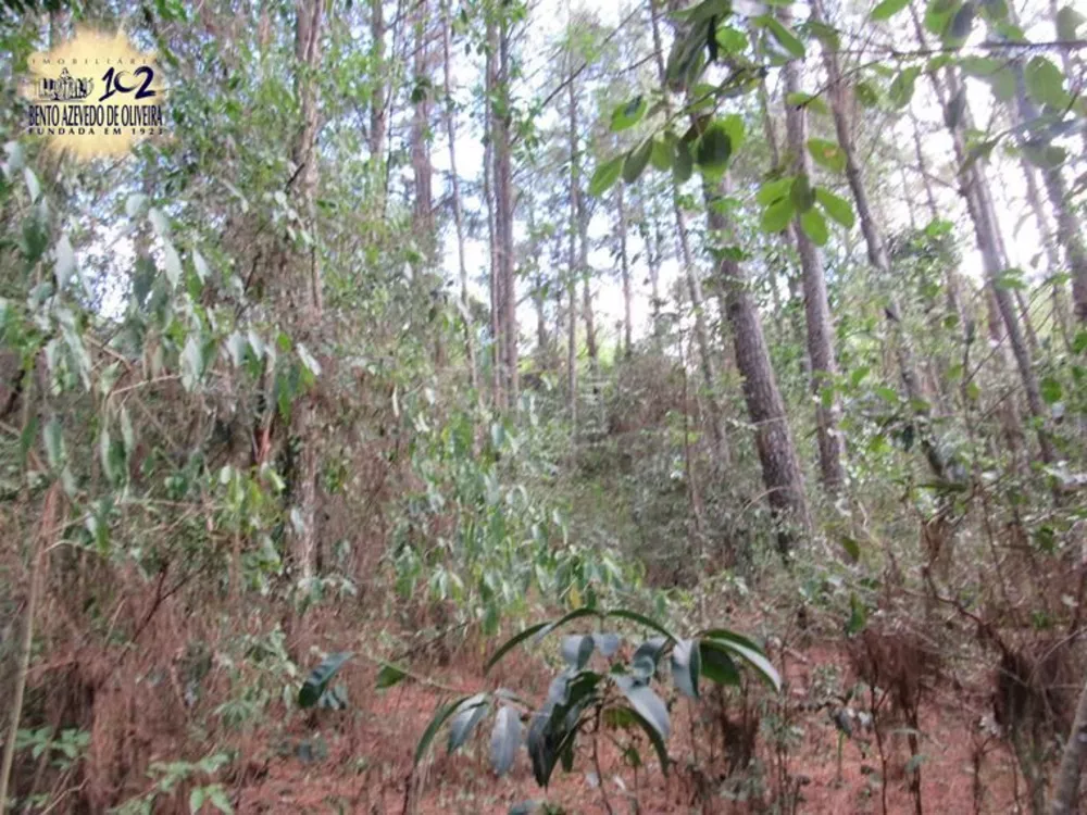 Sítio, 5 hectares - Foto 3