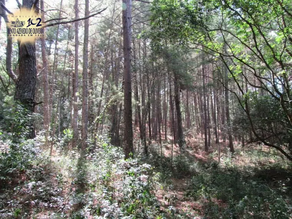 Sítio, 5 hectares - Foto 5