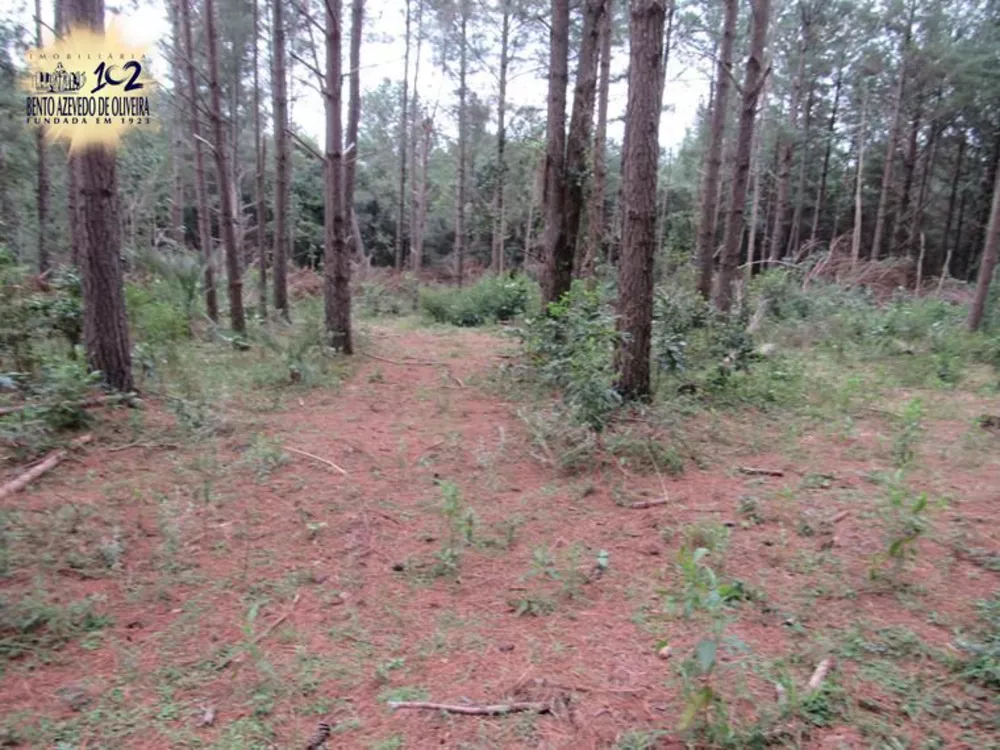 Sítio, 5 hectares - Foto 7