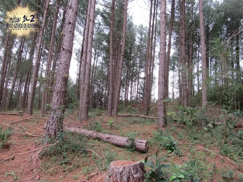 Sítio, 5 hectares - Foto 6