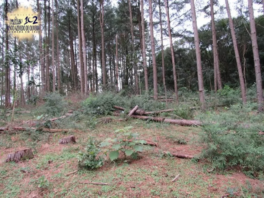 Sítio, 5 hectares - Foto 8