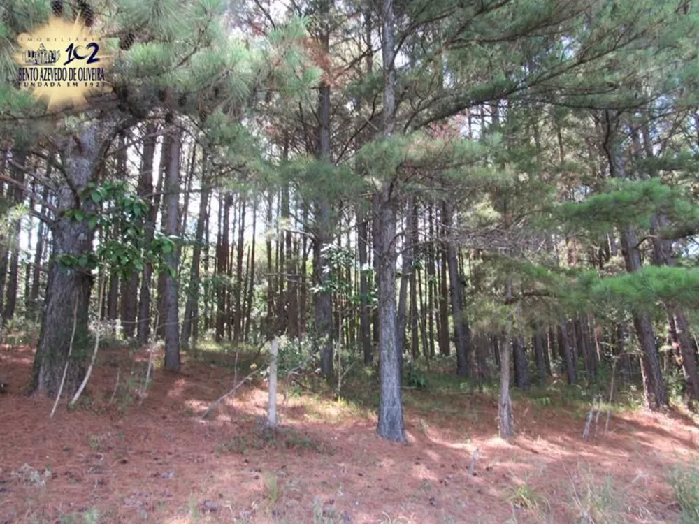 Sítio, 5 hectares - Foto 4