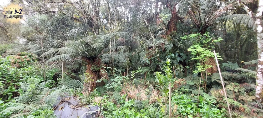 Terreno, 600 m² - Foto 7