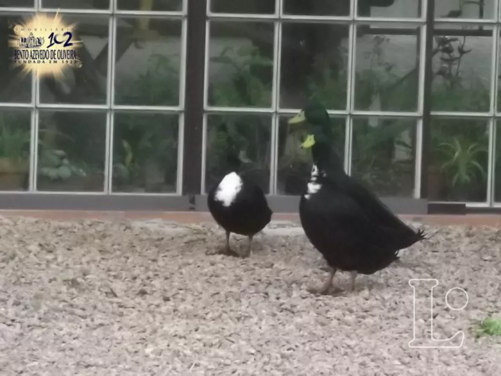 Chácara, 2 quartos, 3 hectares - Foto 8