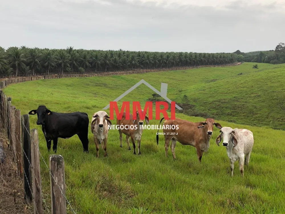 Fazenda, 8 quartos - Foto 3