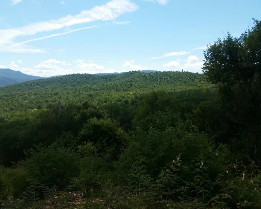 Fazenda, 10 hectares - Foto 4