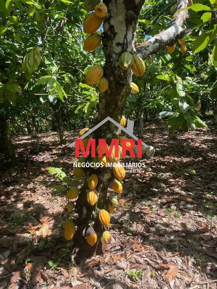 Fazenda, 2000 m² - Foto 6