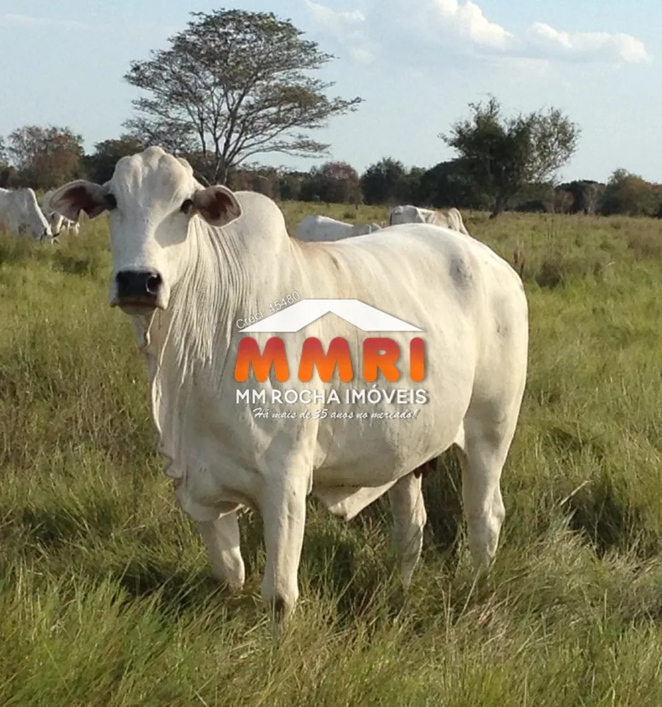 Fazenda, 1575 m² - Foto 7
