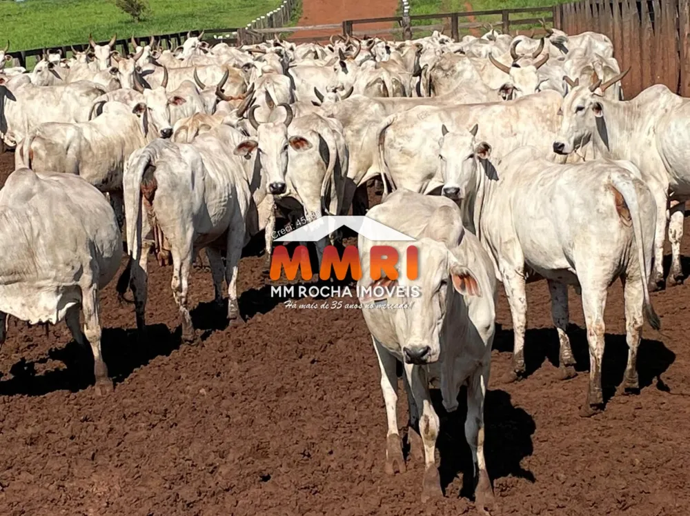 Fazenda - Foto 6
