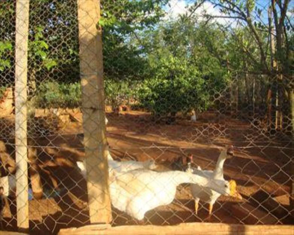 Chácara, 3 quartos, 1000 m² - Foto 3