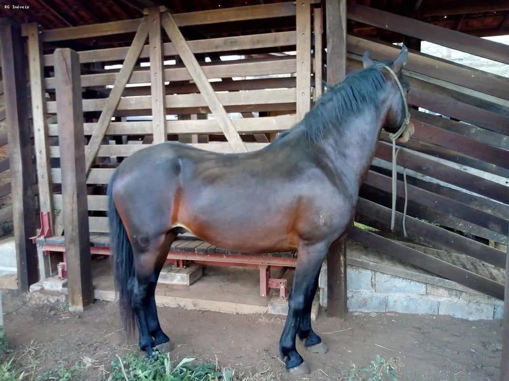 Fazenda, 53 hectares - Foto 13