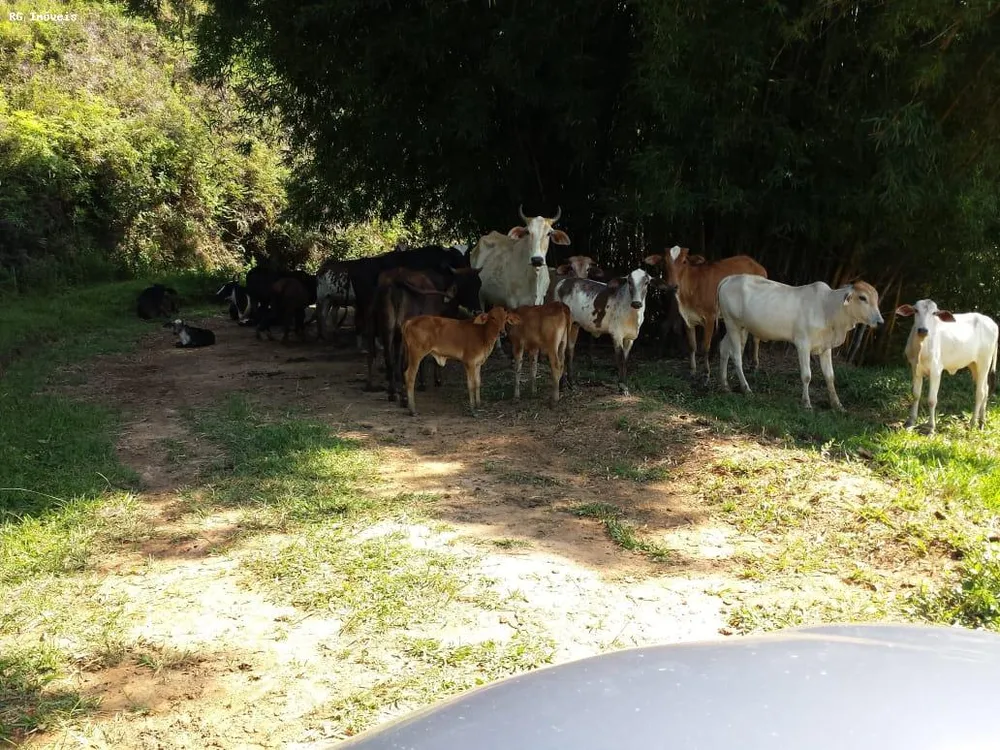 Fazenda, 232 hectares - Foto 4