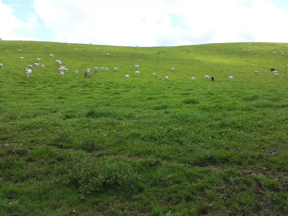 Fazenda, 145 hectares - Foto 7