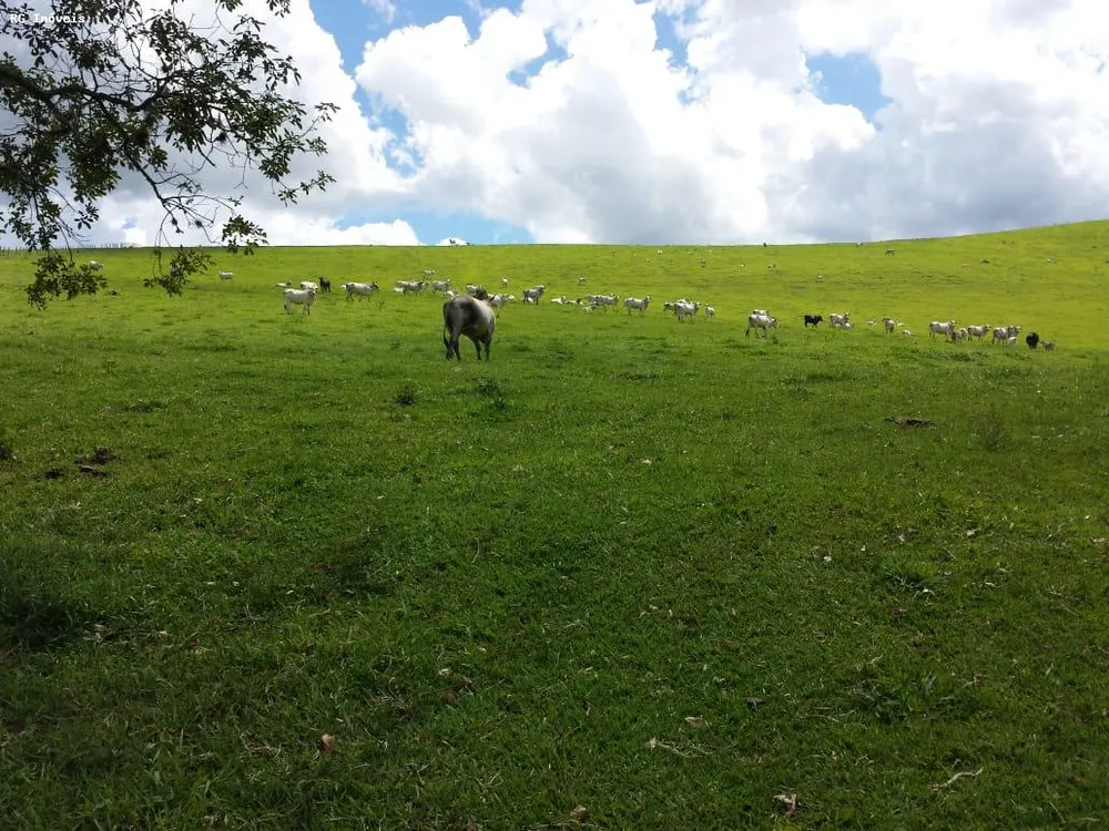 Fazenda, 145 hectares - Foto 19