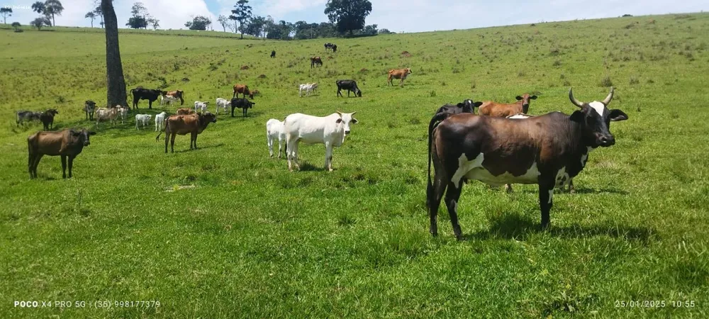 Sítio, 2 quartos, 73 hectares - Foto 15