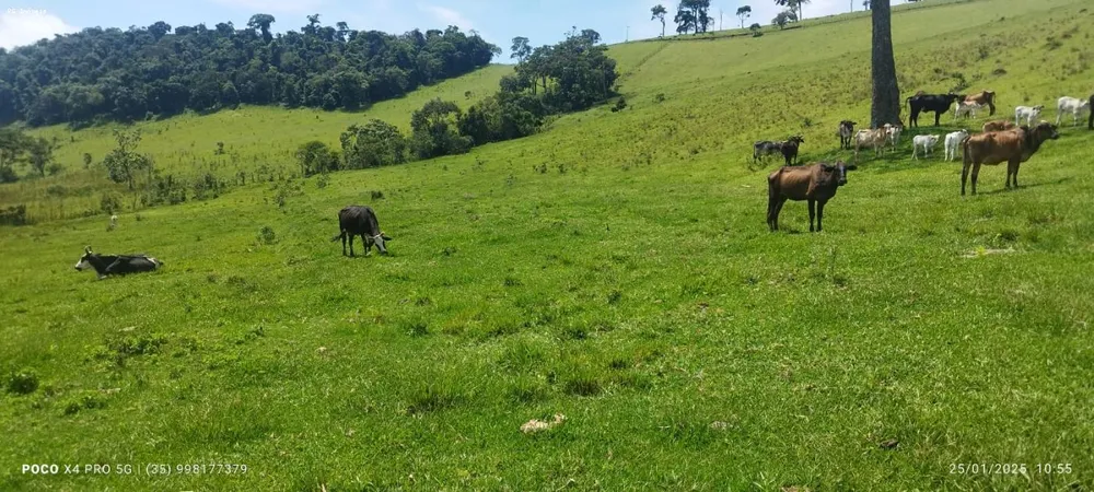 Sítio, 2 quartos, 73 hectares - Foto 10