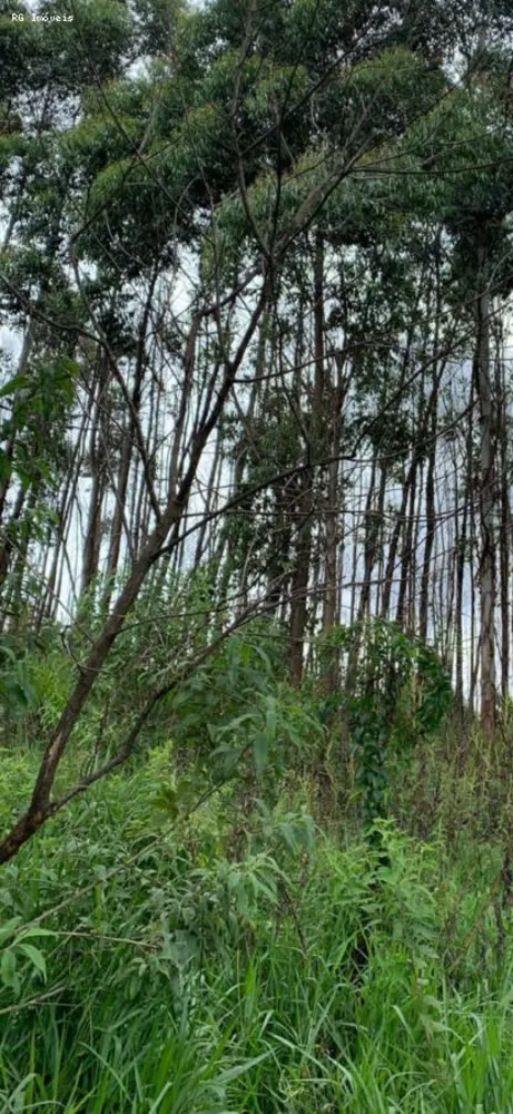 Terreno, 22 hectares - Foto 13