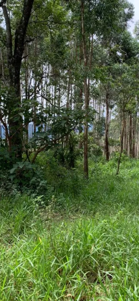 Terreno, 22 hectares - Foto 4