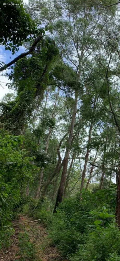 Terreno, 22 hectares - Foto 8