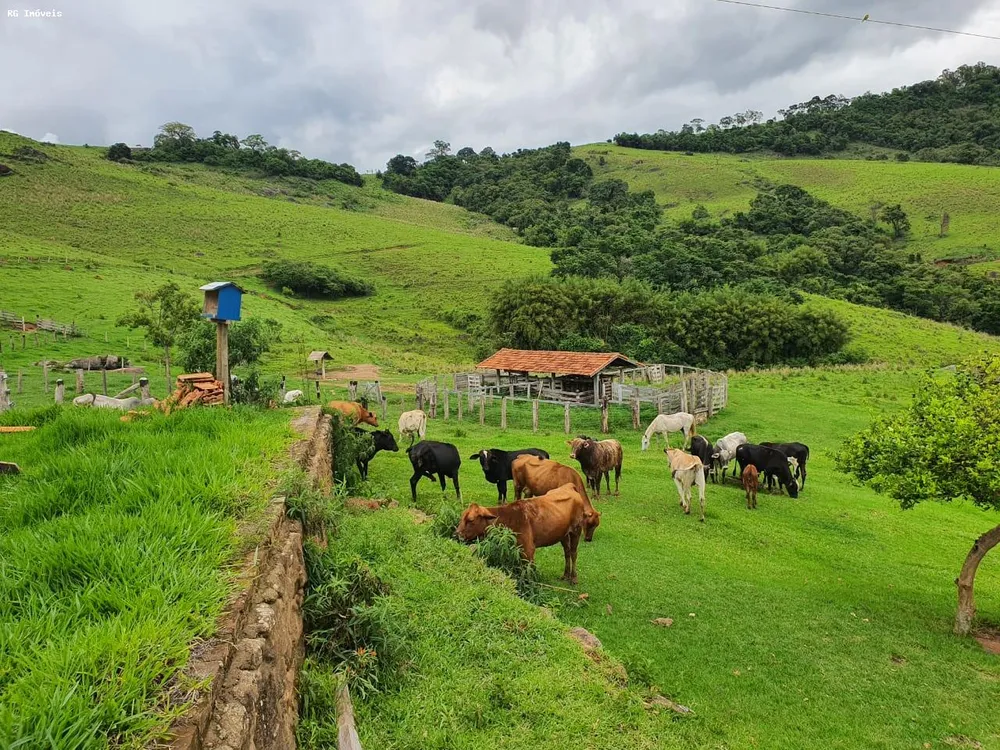 Fazenda, 145 hectares - Foto 13