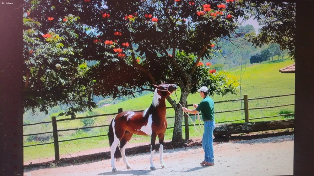 Fazenda, 4 quartos - Foto 12