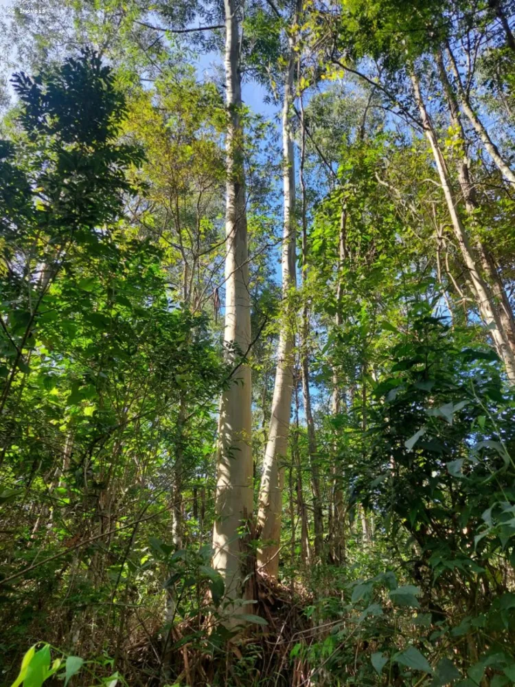 Sítio, 2 quartos, 73 hectares - Foto 11