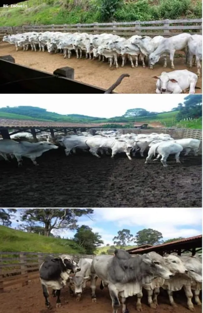Fazenda, 250 hectares - Foto 3