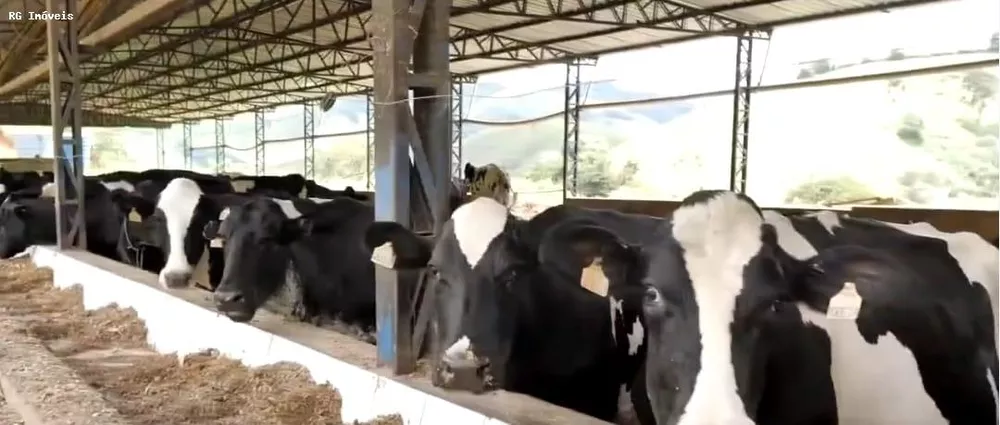 Fazenda, 250 hectares - Foto 1