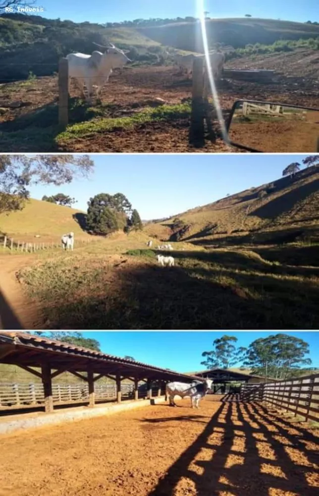Fazenda, 250 hectares - Foto 4