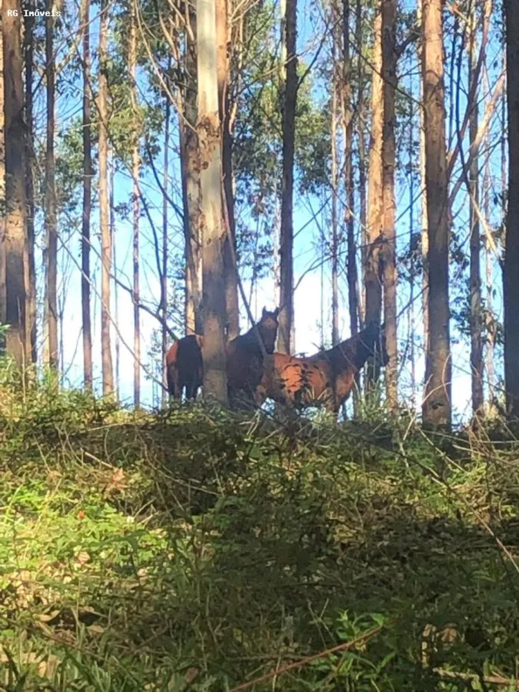 Fazenda, 378 hectares - Foto 7