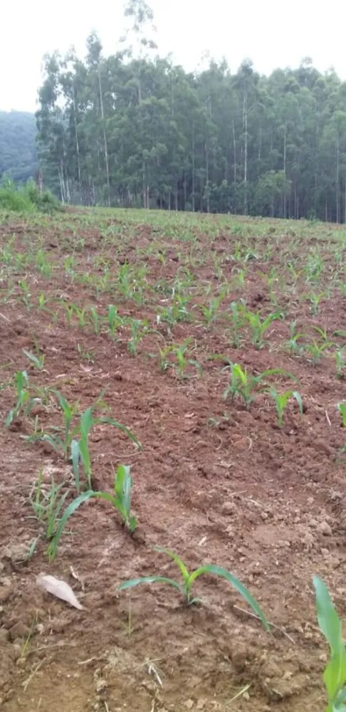 Fazenda, 378 hectares - Foto 15