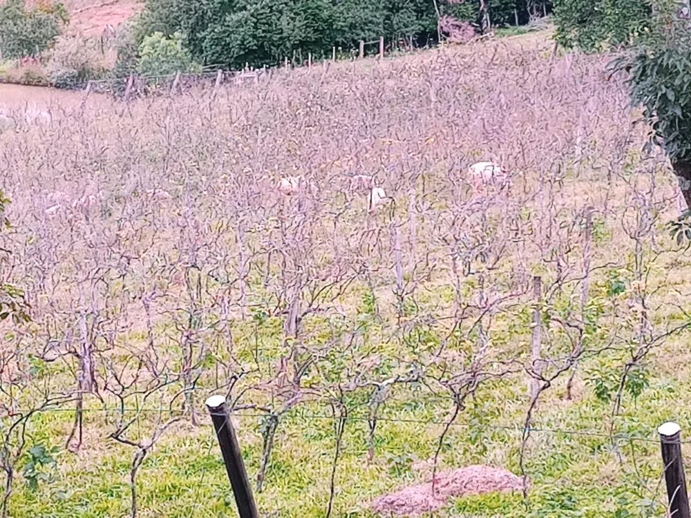 Fazenda, 23 hectares - Foto 2