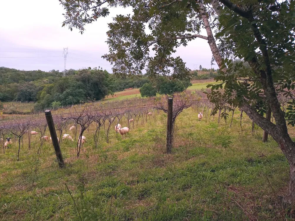 Fazenda, 23 hectares - Foto 5