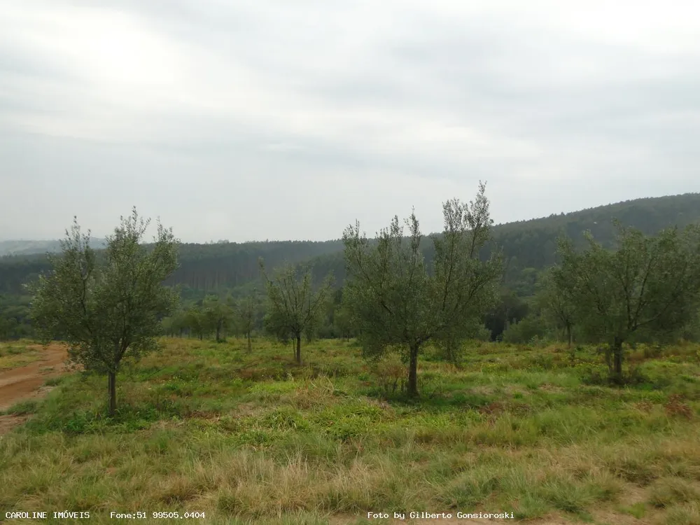 Fazenda, 49 hectares - Foto 8