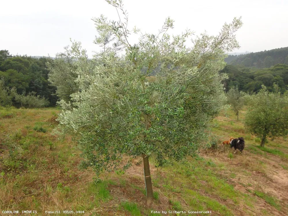 Fazenda, 49 hectares - Foto 2