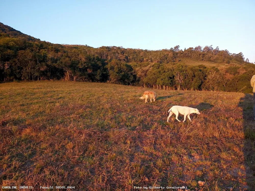 Fazenda, 59 hectares - Foto 3
