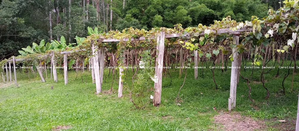 Fazenda, 42 hectares - Foto 10