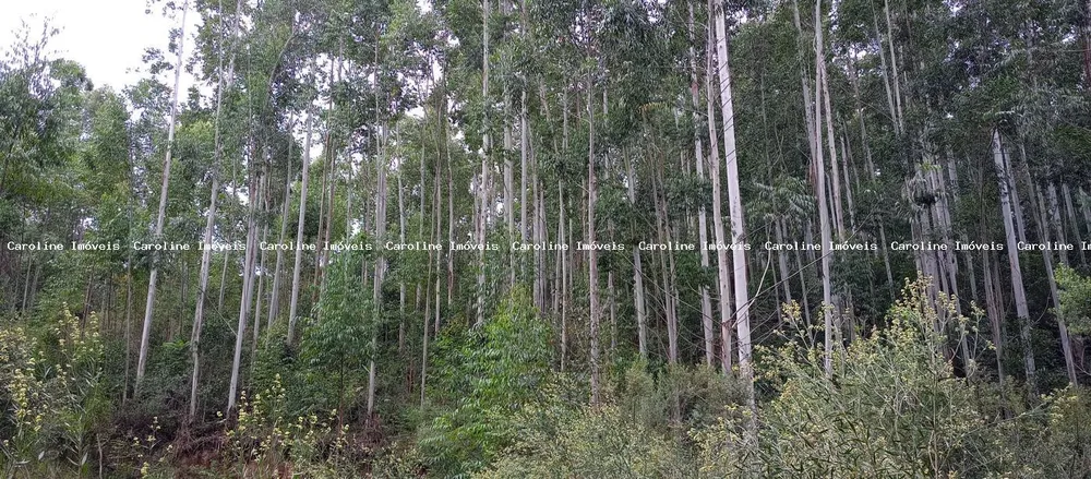 Fazenda, 42 hectares - Foto 2