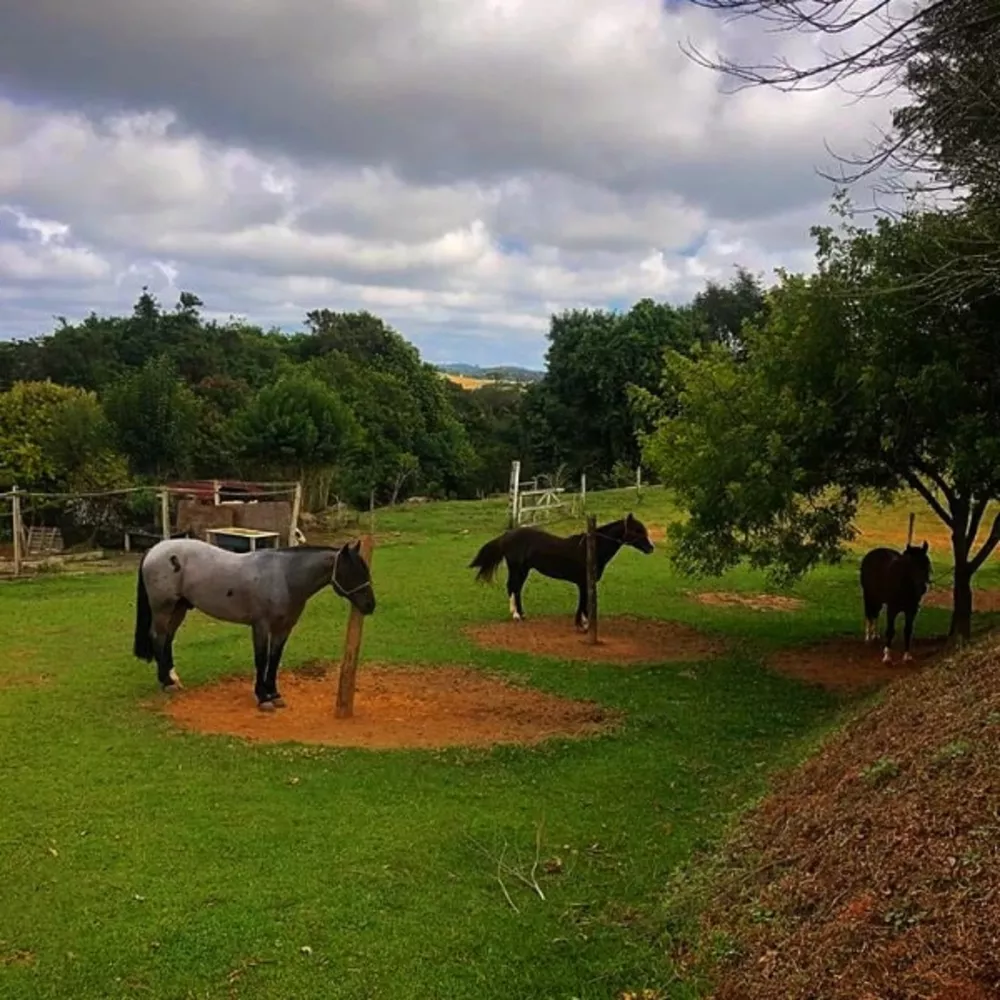 Haras e Área Rural Padrão à venda, 32387 - Foto 2