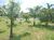 Terreno, 5 hectares - Foto 1