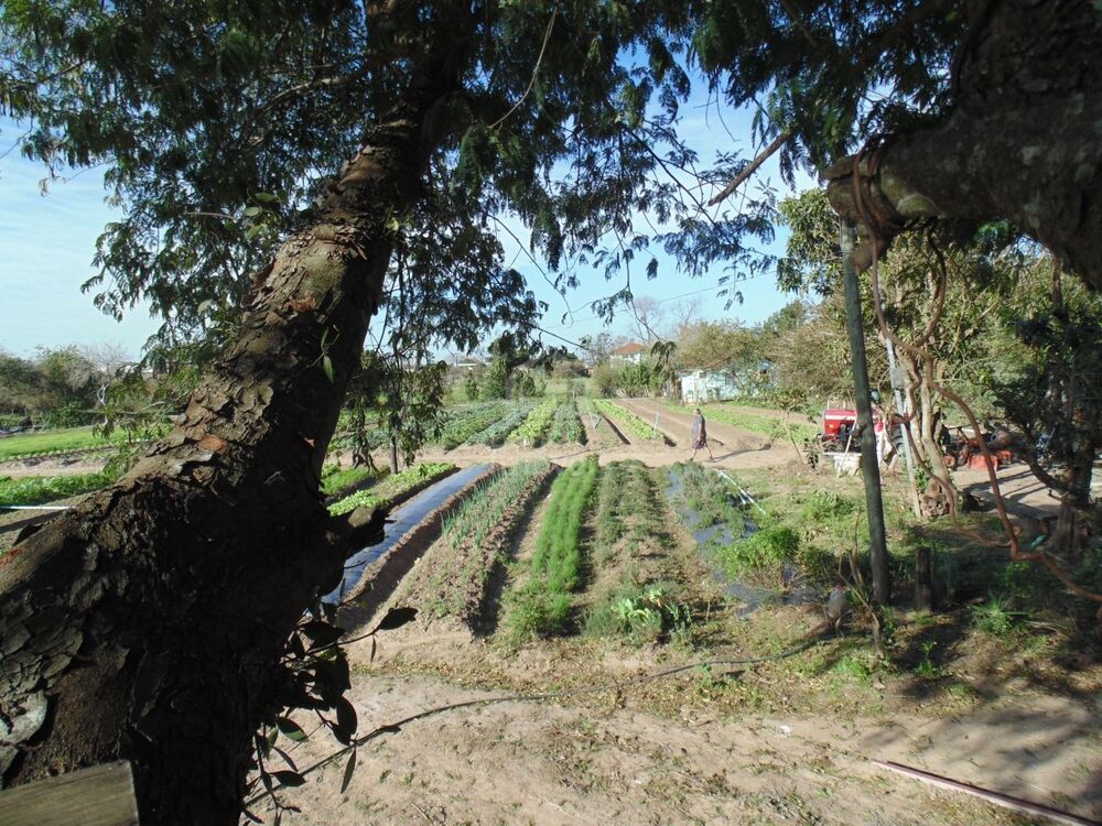 Terreno, 1 hectares - Foto 5