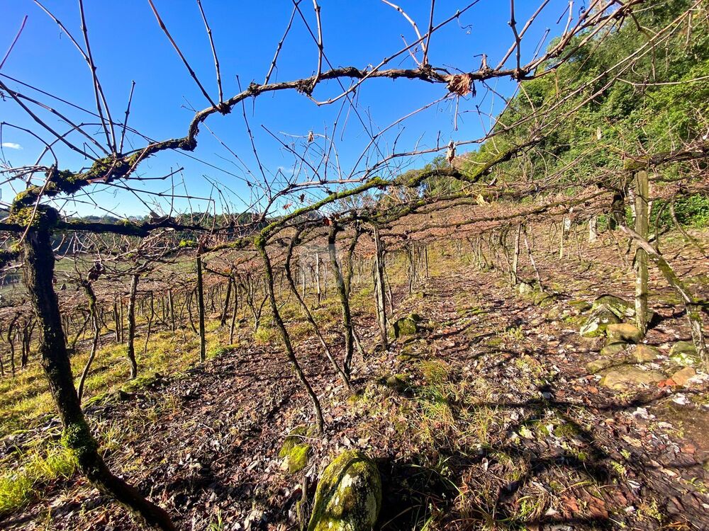 Terreno, 2 hectares - Foto 3