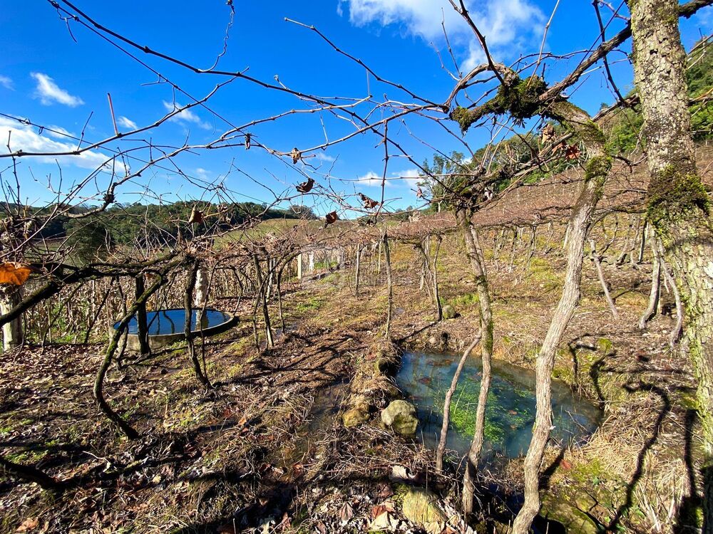 Terreno, 2 hectares - Foto 4