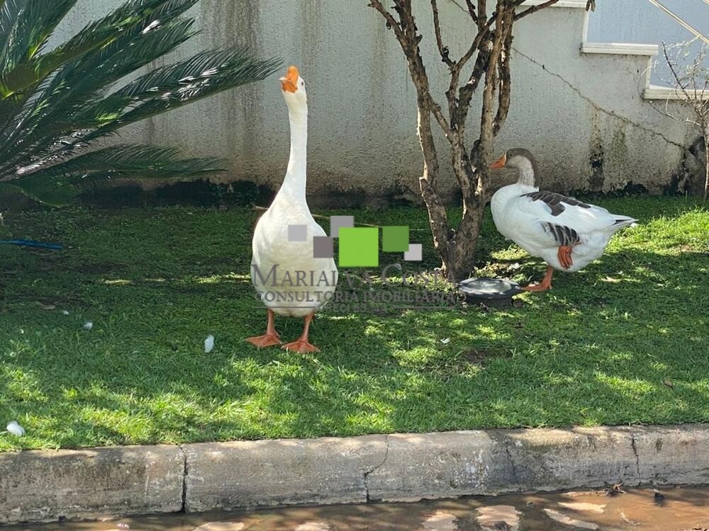 Casa, 4 quartos - Foto 44