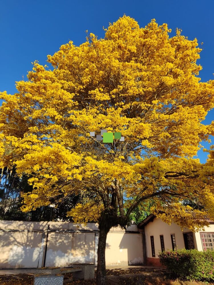 Casa, 5 quartos - Foto 13