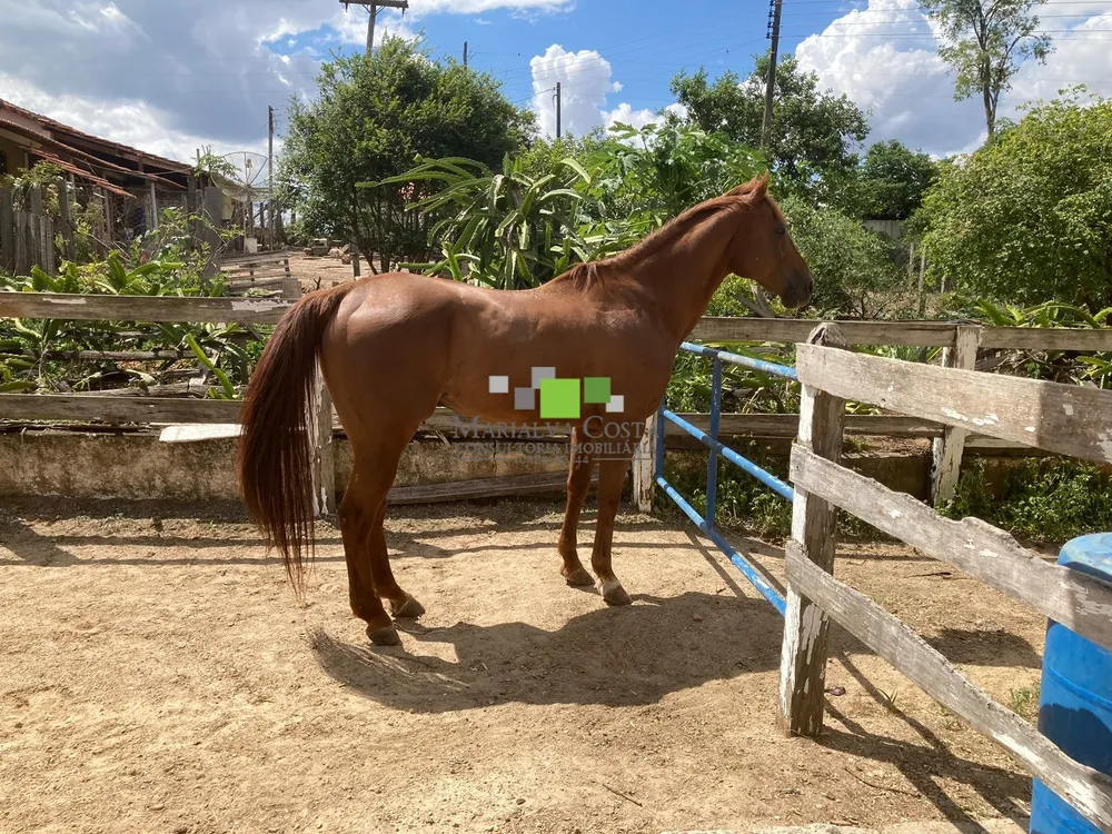 Fazenda, 9 quartos - Foto 5
