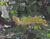 Terreno, 5 hectares - Foto 3