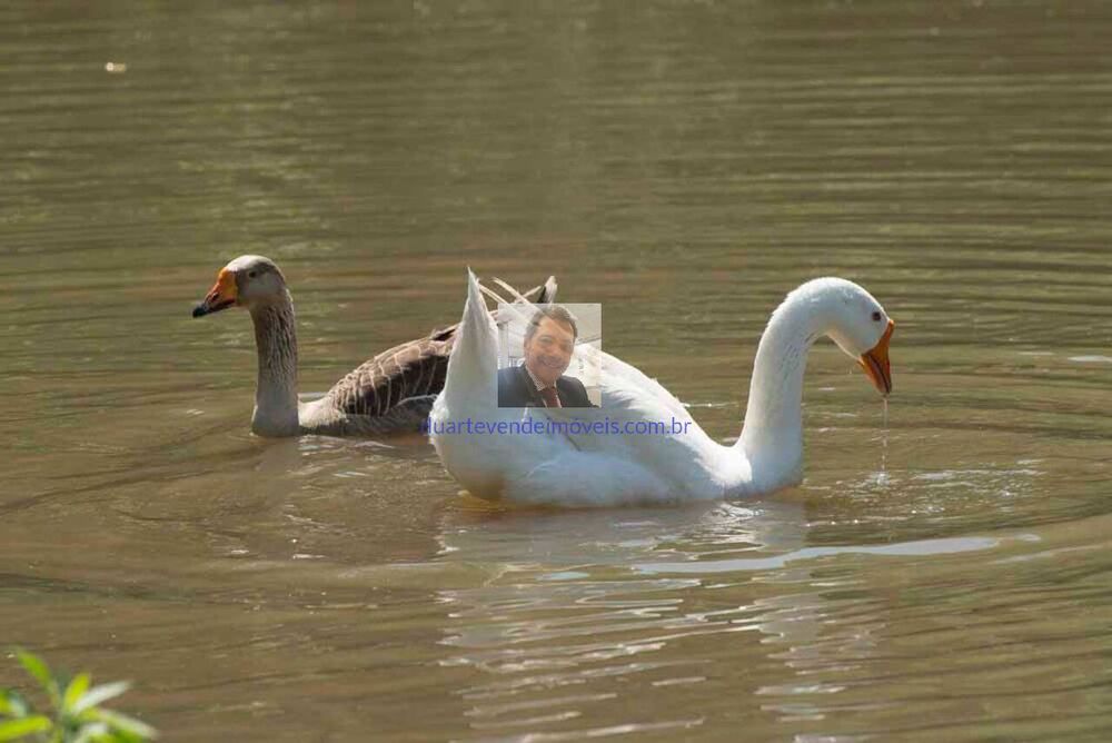 Terreno, 433 m² - Foto 11