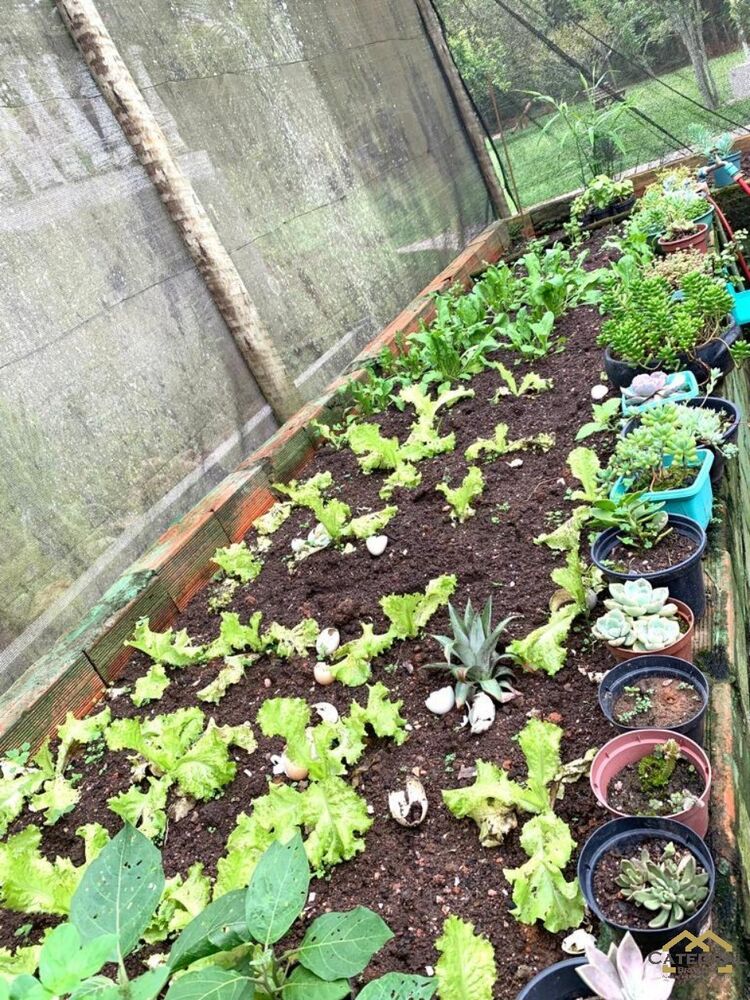 Chácara, 7 quartos - Foto 4