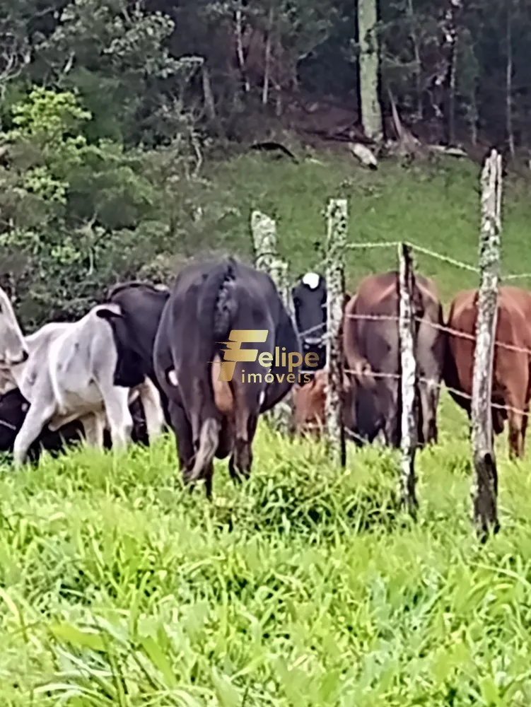 Fazenda, 1 quarto - Foto 7